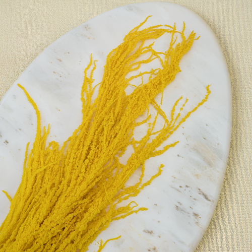 Szarlat zolty Royal 3.png