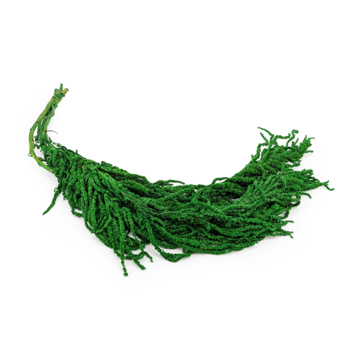Amaranthus Green Royal.png