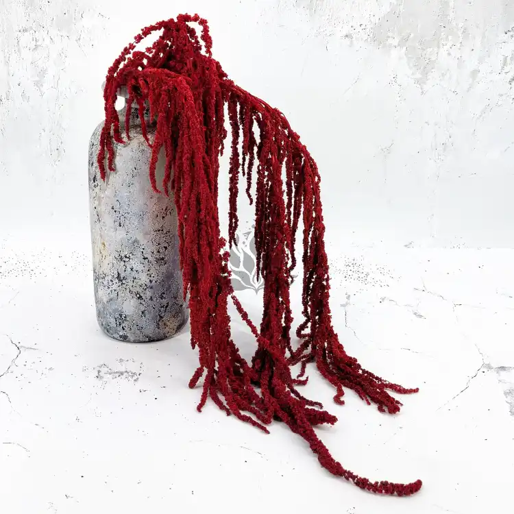 Amaranthus Burgundy Royal 06.png