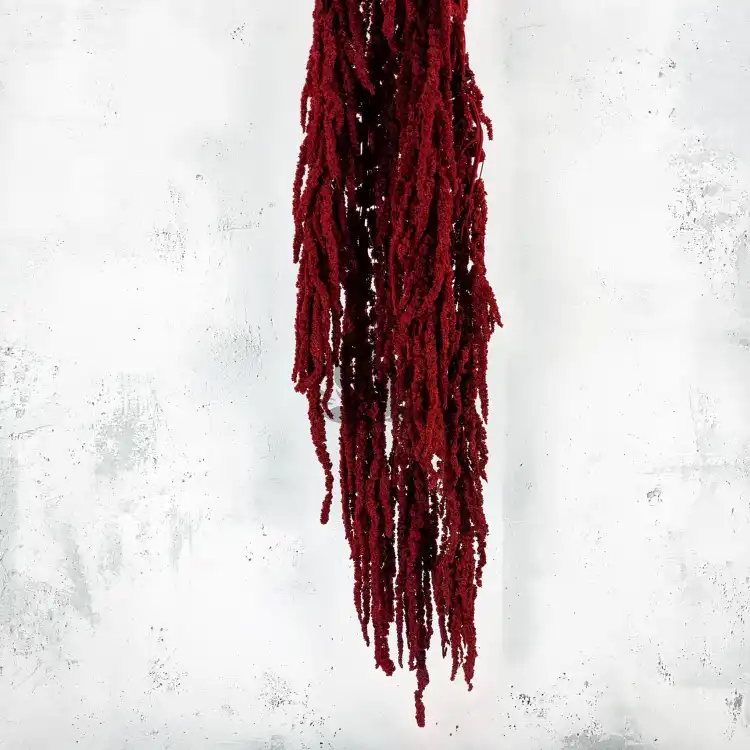 Amaranthus Burgundy Royal 02.png