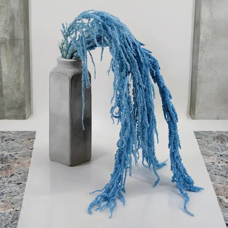 Amaranthus Light BLue Royal 05.png