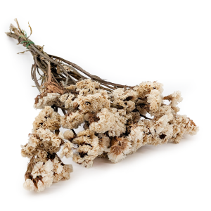 Stabilizowany Zatrwian Wrębny  - Limonium sinuatum - Biały