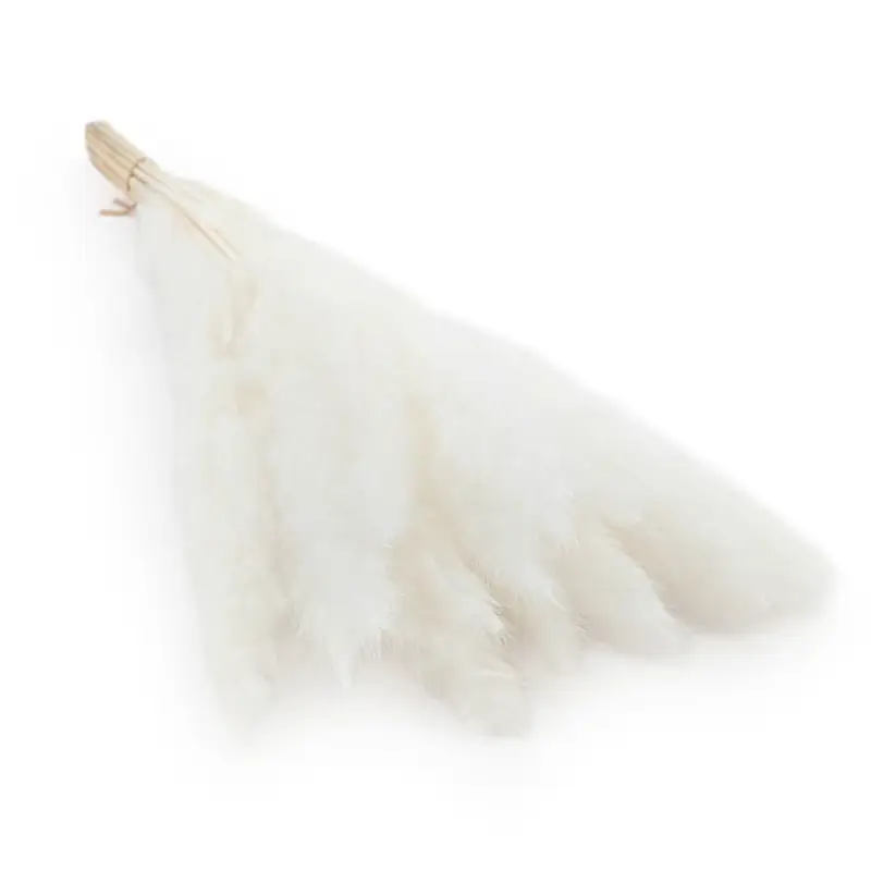 mini pampas bleached.png