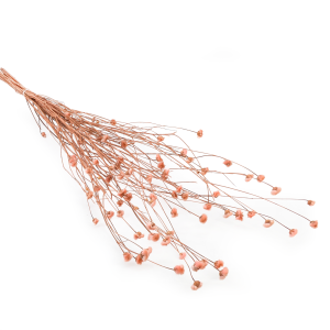 Chaber Suszony - (Centaurea) - Naturalny Różowy