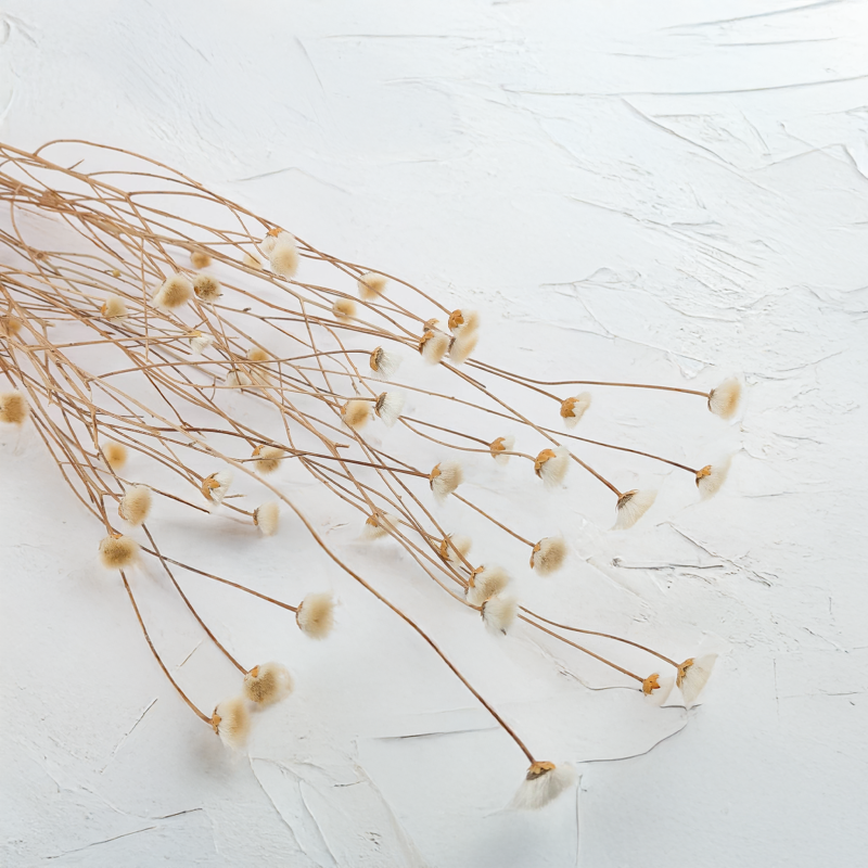 Chaber naturalny 1.png