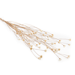 Chaber Suszony - (Centaurea) - Naturalny Biały