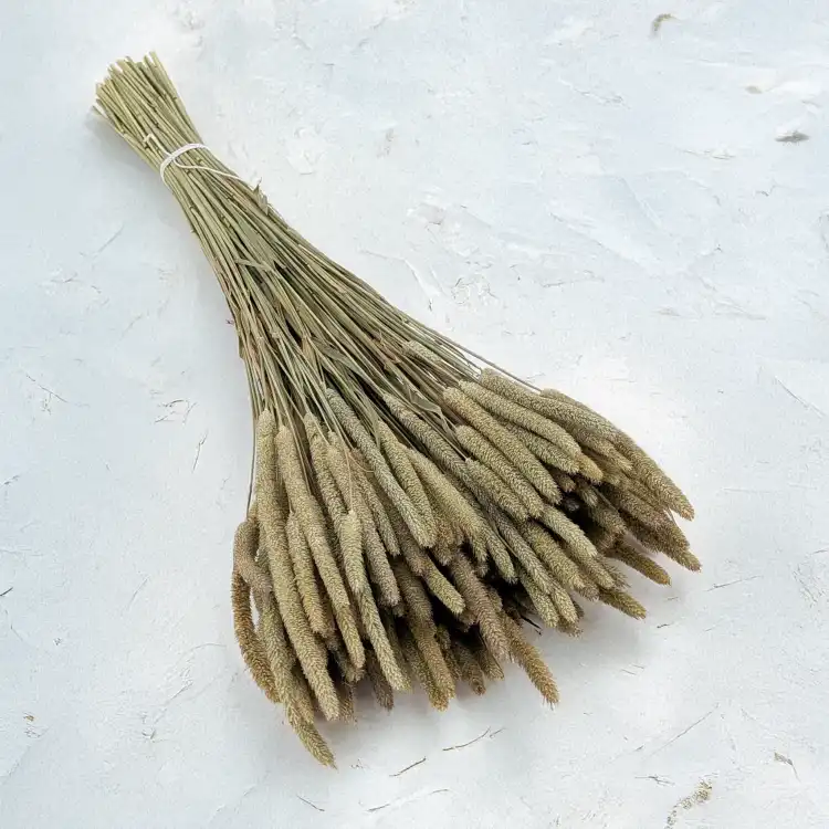 Tymotka naturalna 1.png