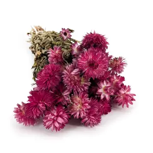 Kocanka Suszona Granvia® - (Helichrysum Granvia®) - Różowa