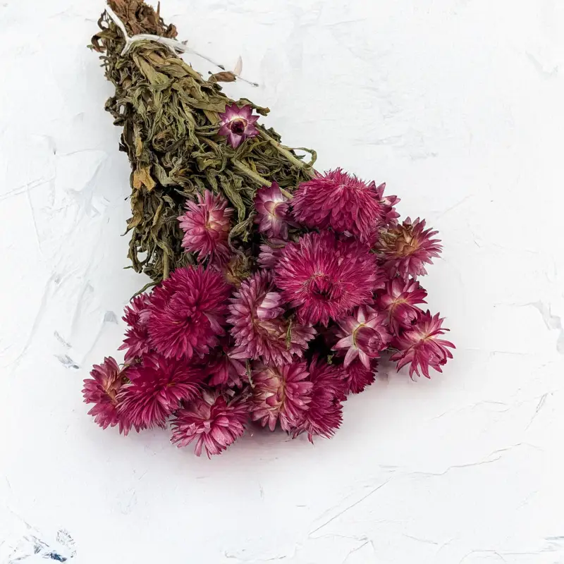 Kocanka granvia różowa 1.png