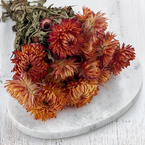 Kocanka granvia pomarańczowa 2.png