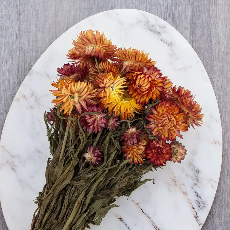 Kocanka granvia pomarańczowa 4.png