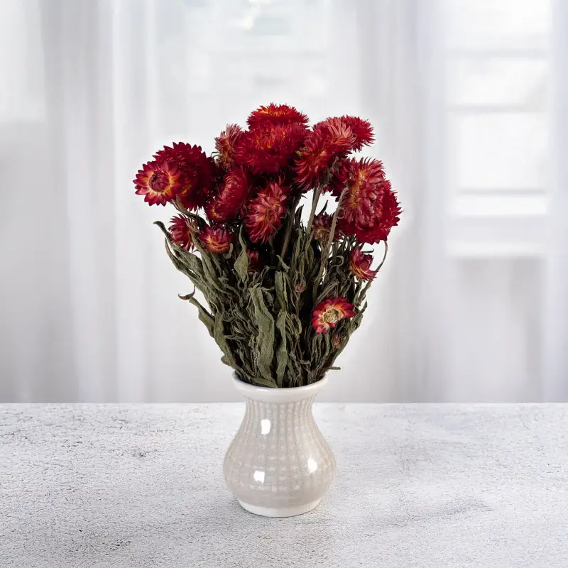 kocanka granvia czerwona 4.png