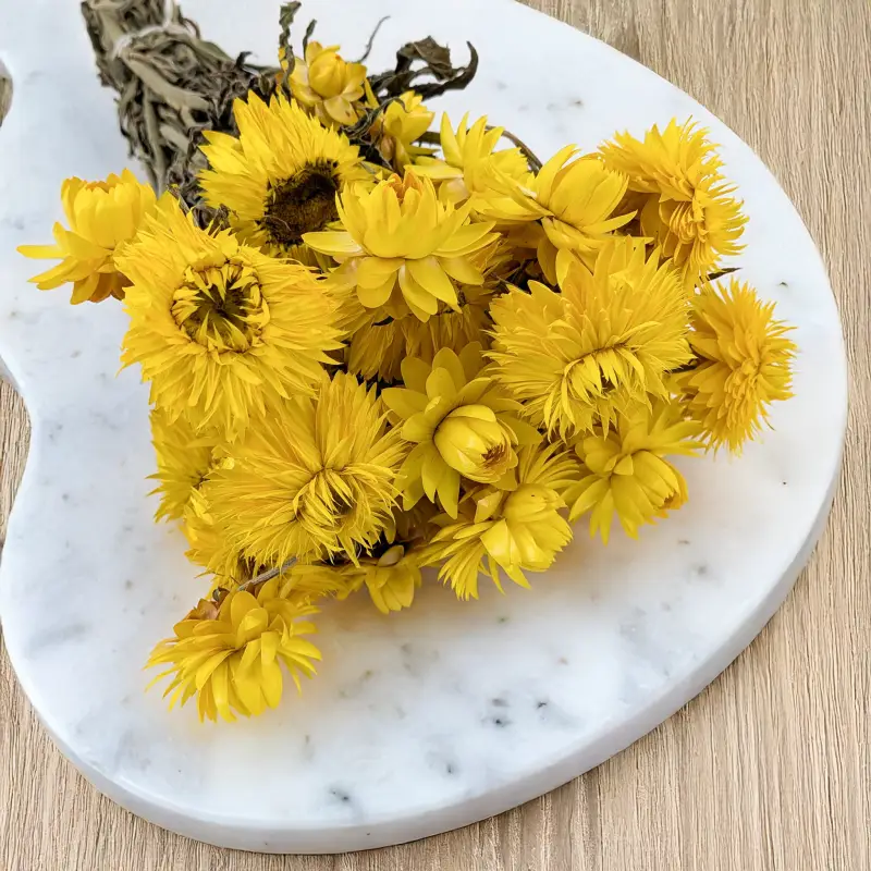 Kocanka granvia zółta 2.png