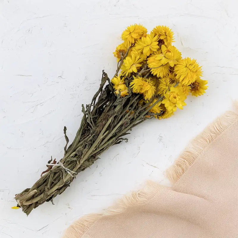 Kocanka granvia zółta 3.png