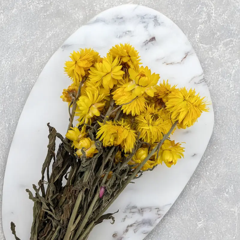 Kocanka granvia zółta 4.png