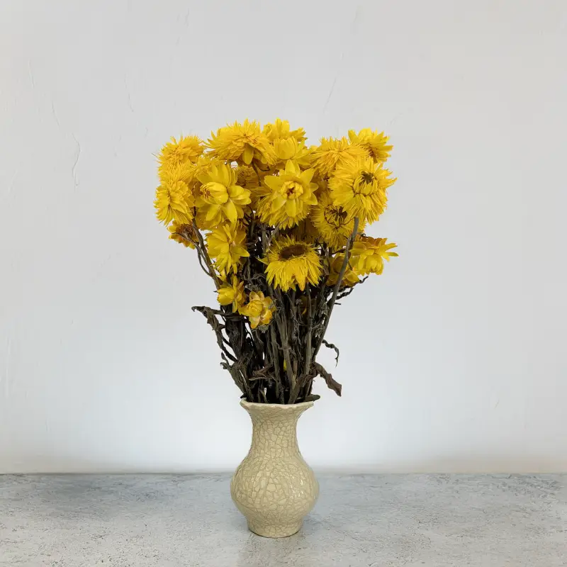 Kocanka granvia zółta 5.png