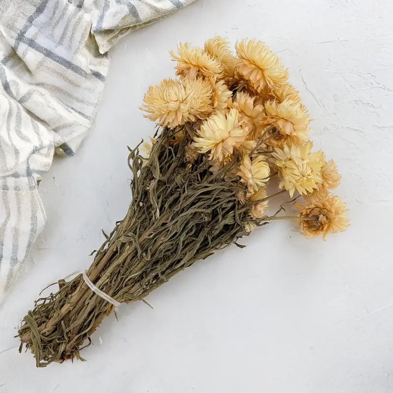 Kocanka granvia słomkowa 3.png