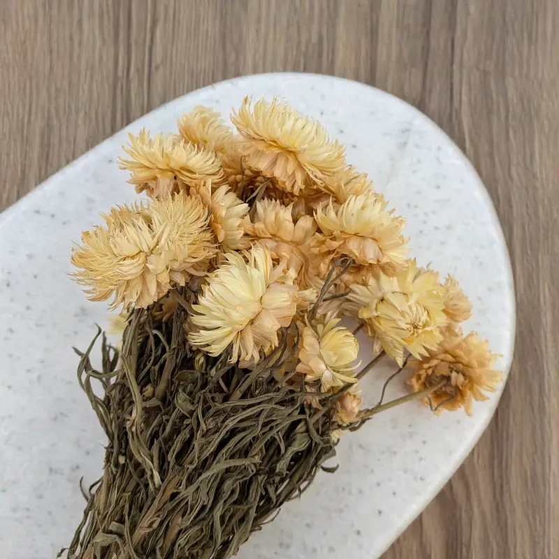 Kocanka granvia słomkowa 4.png