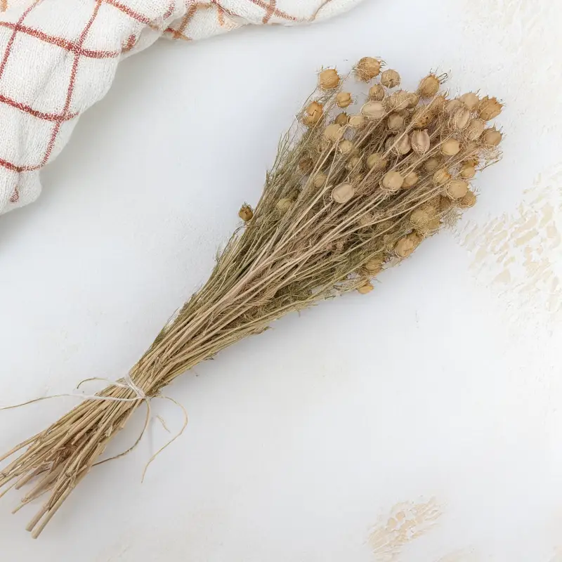 Czarnuszka pąki zielone 3.png