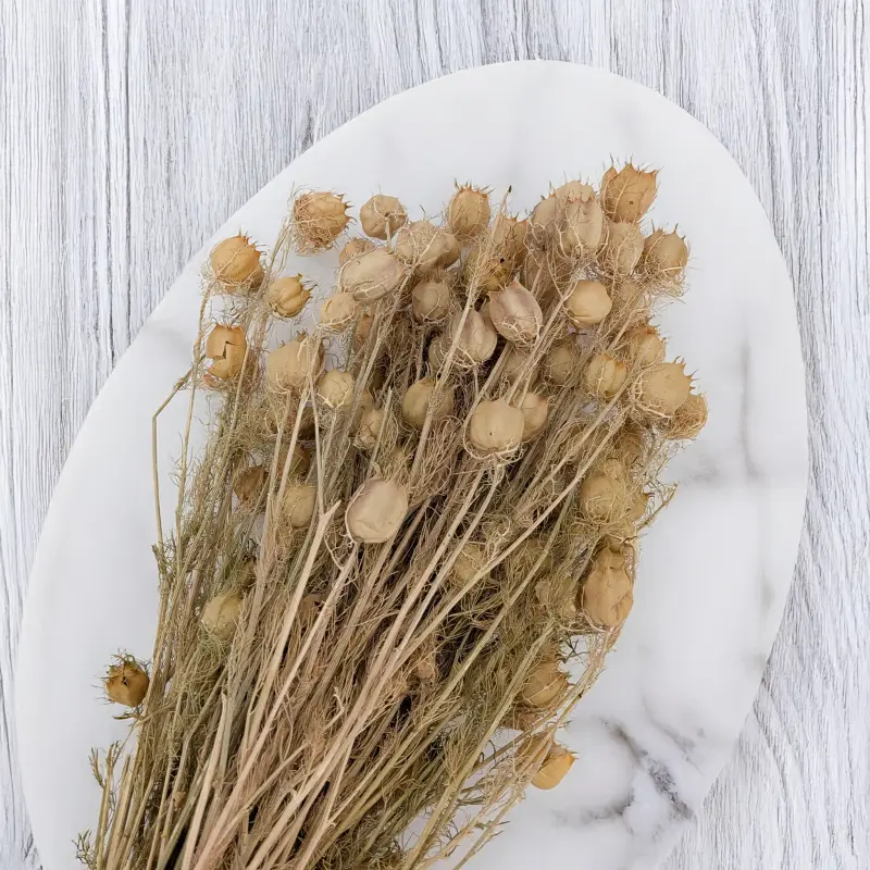 Czarnuszka pąki zielone 4.png