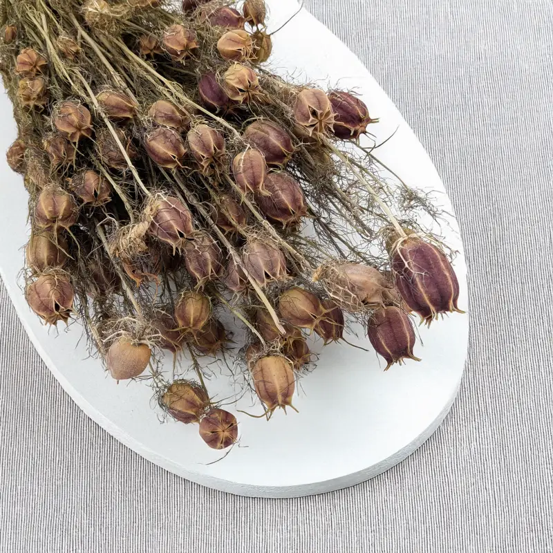 Czarnuszka pąki czerwone 2.png