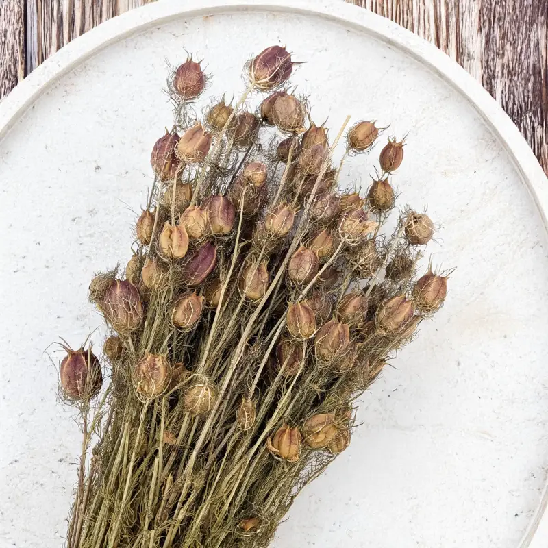 Czarnuszka pąki czerwone 3.png