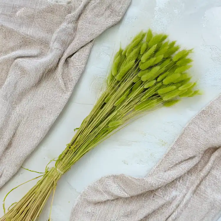 Lagurus LT Green 3.png