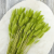 Lagurus LT Green 4.png