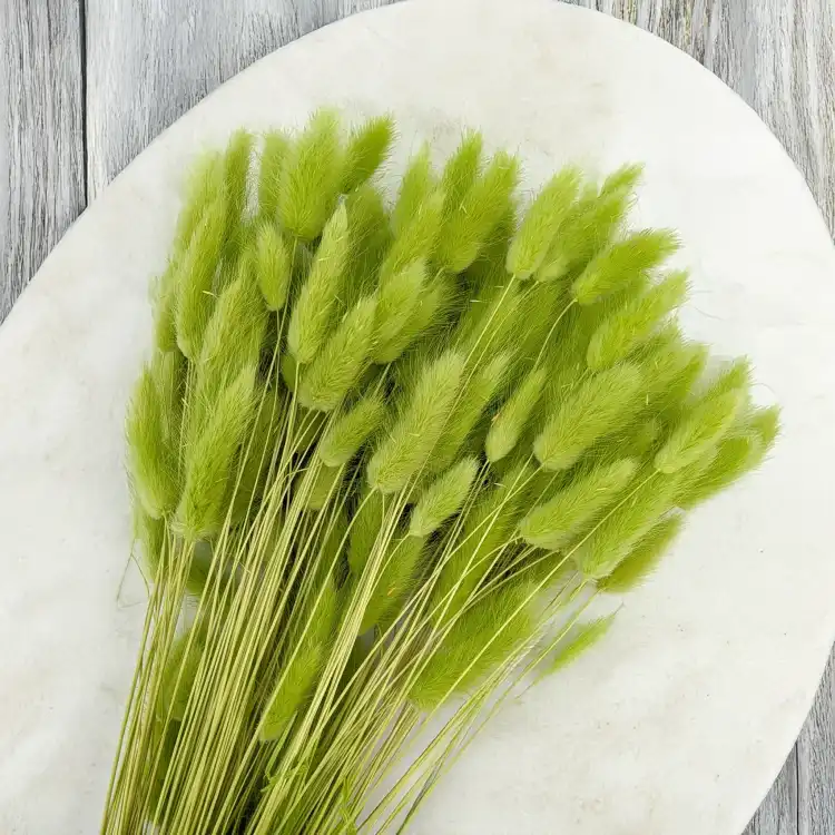 Lagurus LT Green 4.png