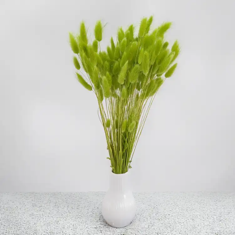 Lagurus LT Green 5.png