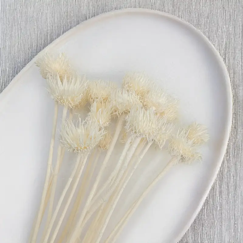 Cardo Bleached 4.png