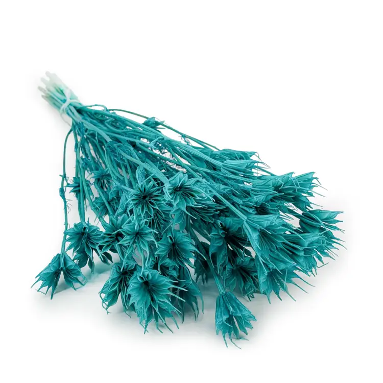 Nigella mięta.png