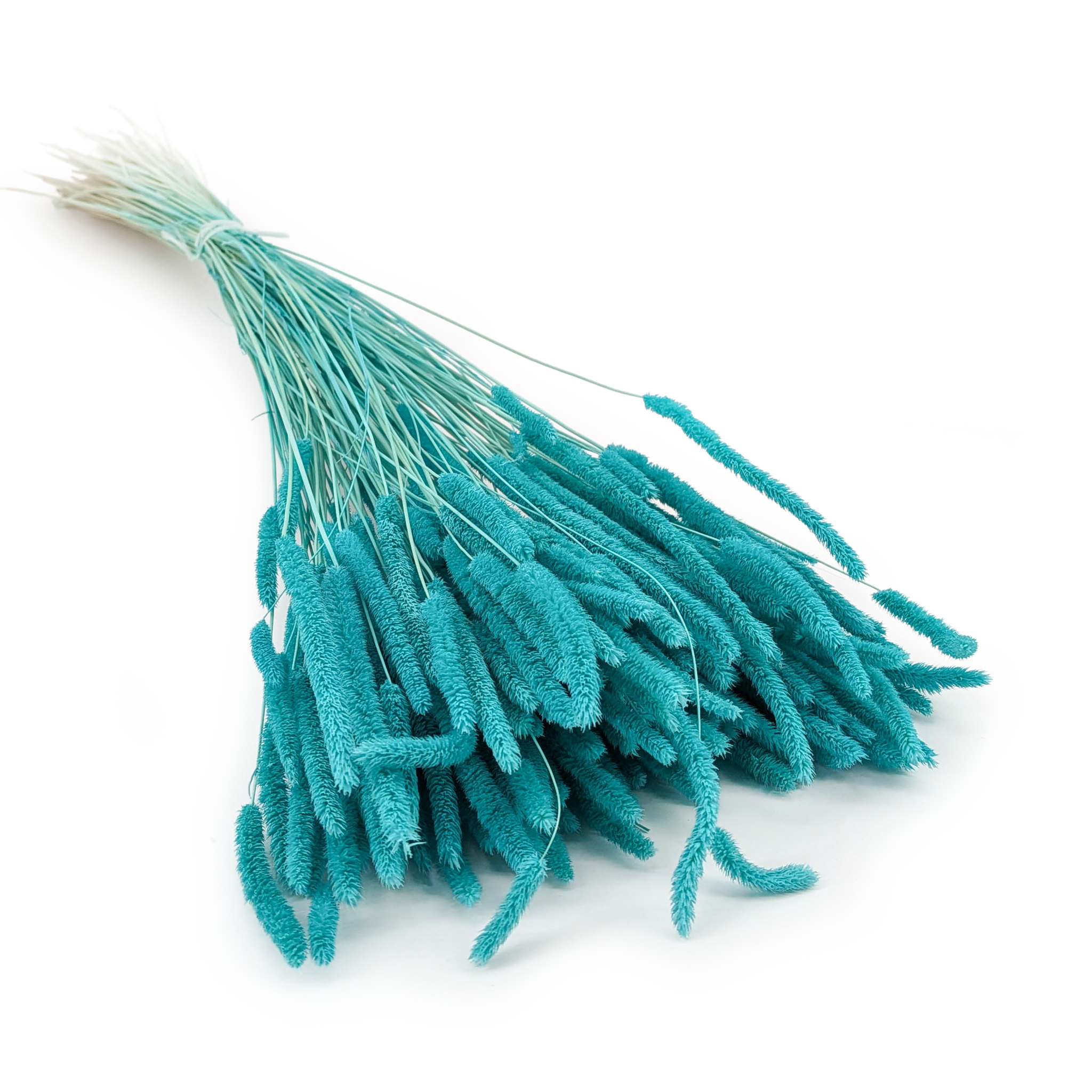 Suszona trawa - Tymotka (Phleum) - Miętowa