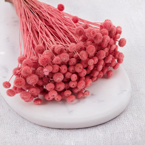 amarelino buraczkowe 2.png