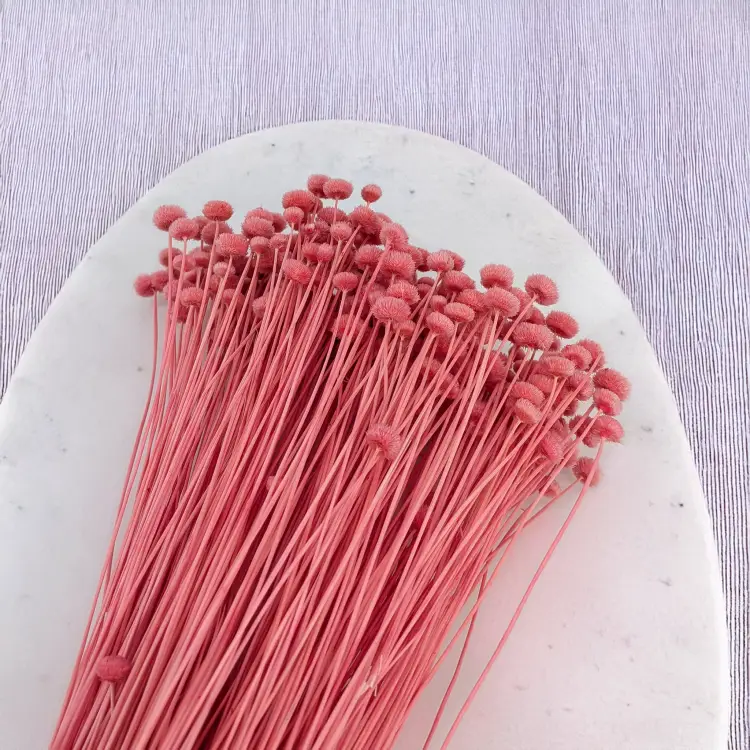 amarelino buraczkowe 4.png