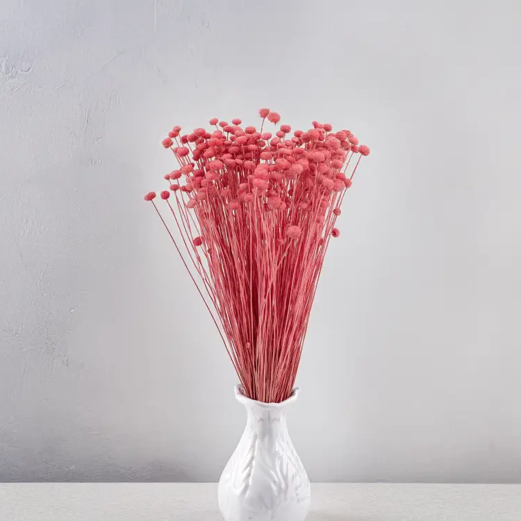 amarelino buraczkowe 5.png