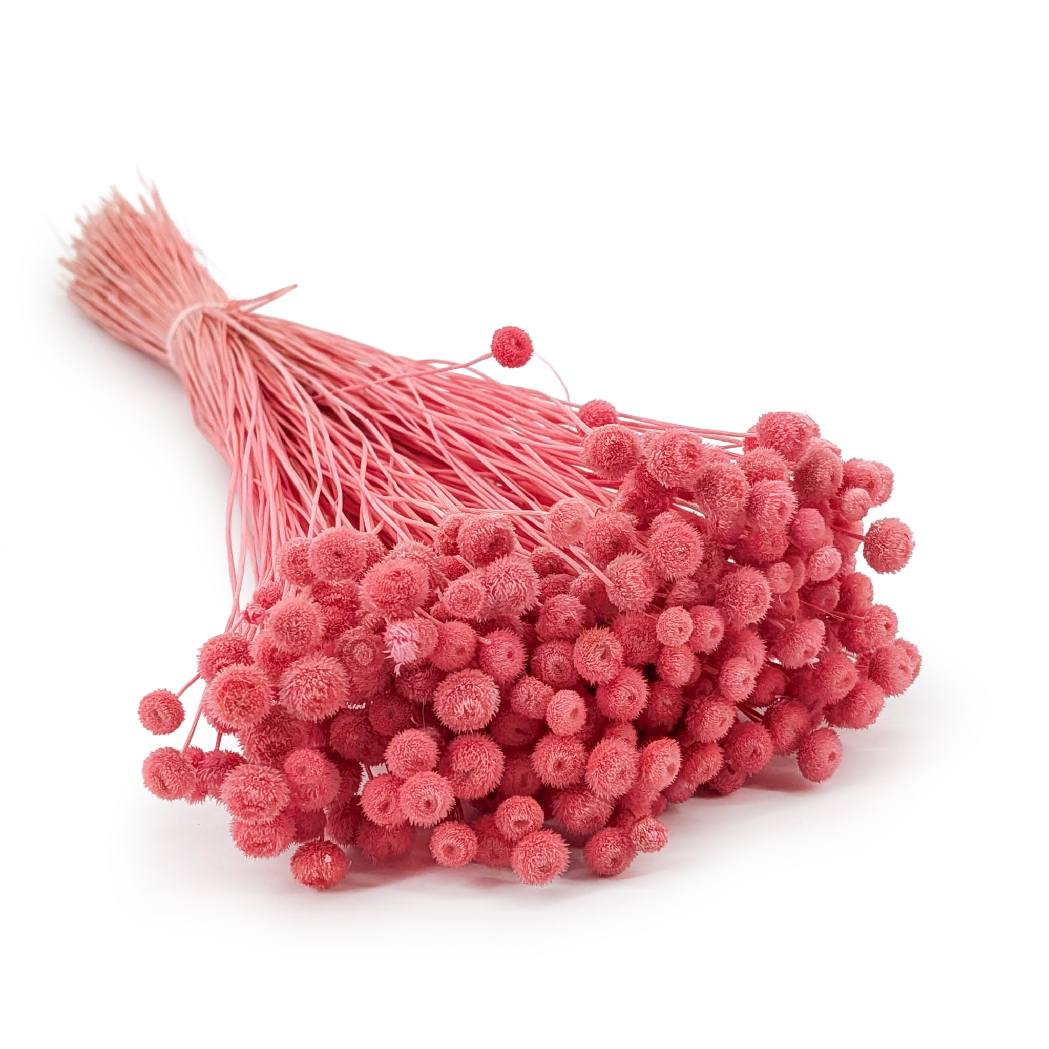 Botao Amarelino - (Amarelinho) - buraczkowe