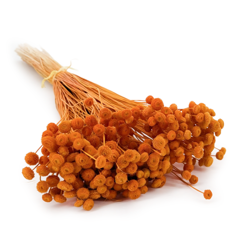 Amarlino imbirowe.png