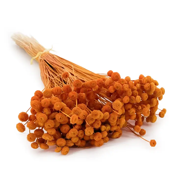 Amarlino imbirowe.png