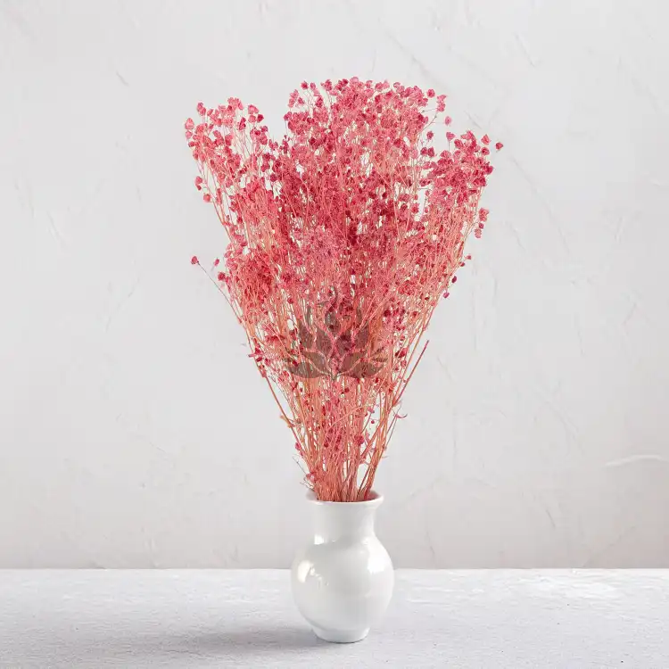 gips royal raspberry 5.png