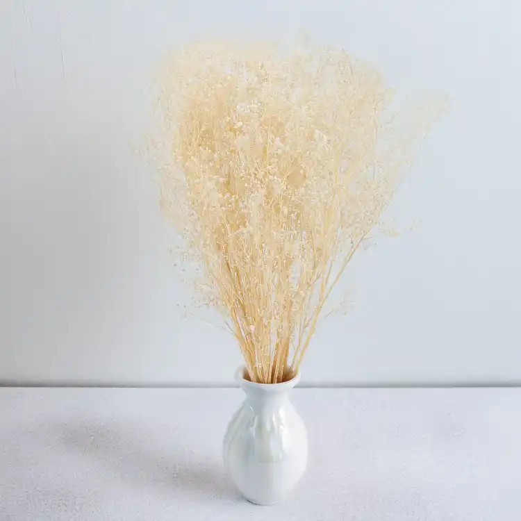gips royal creamy white 5.png