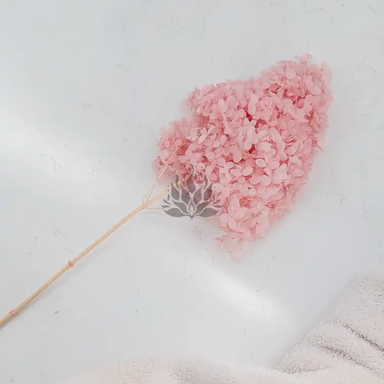 Hortensja Conical soft pink 2.png