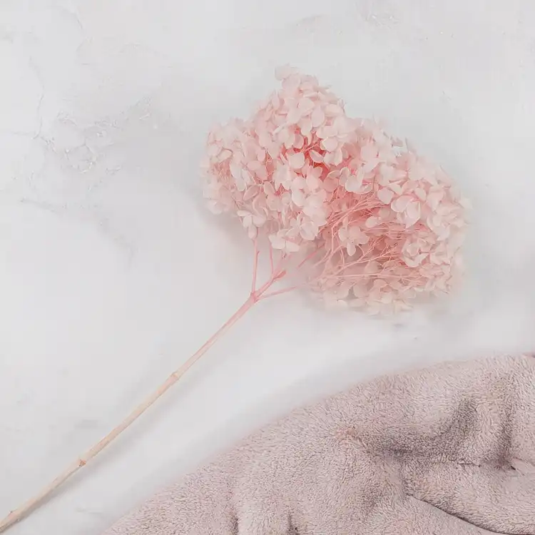 Hortensja Royal Powder Pink 1.png