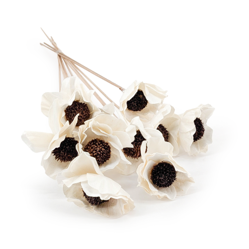 Shola - sola - Poppy bukiet 10szt.png