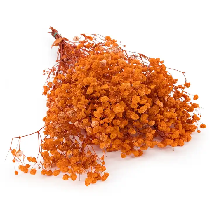 Gypsophila ROYAL Pomarańczowa 08.png