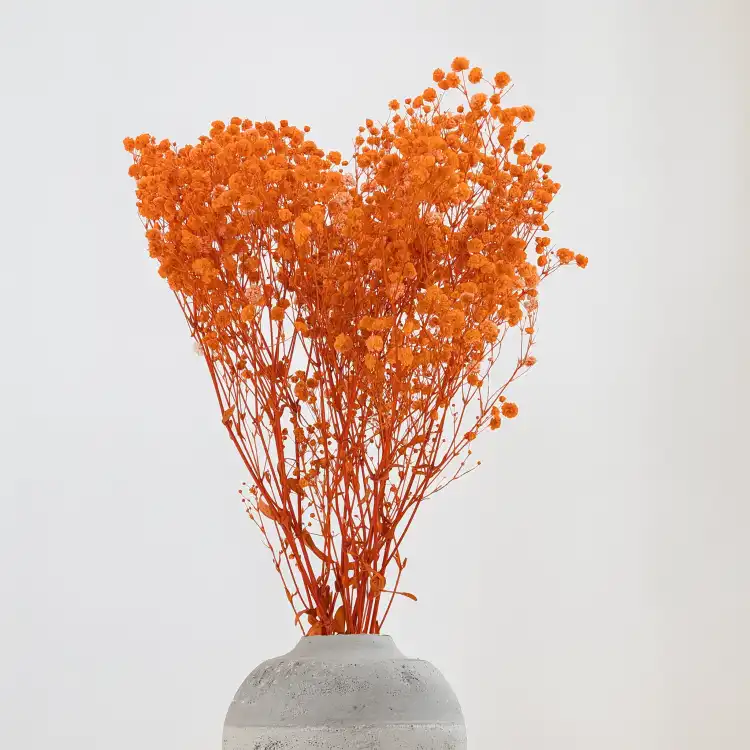 Gypsophila ROYAL Pomarańczowa 08_4.png
