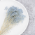 Gypsophila Cotton Sky Blue 10_1.png