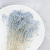 Gypsophila Cotton Sky Blue 10_4.png