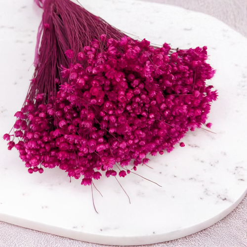 Glixia fuchsia IT 2.png
