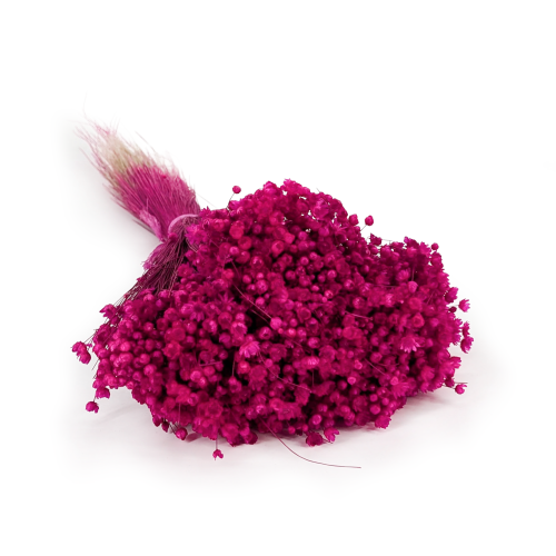 Glixia fuchsia IT.png